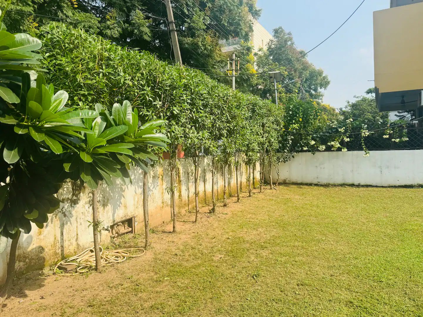 Close-up of green leaves in the foreground with a white exterior wall and windowed door visible behind the foliage.