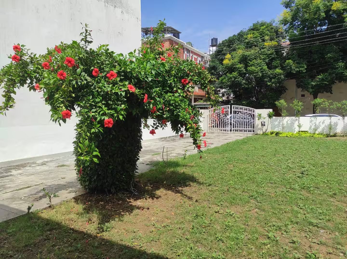 Garden with Flowering Hibiscus
