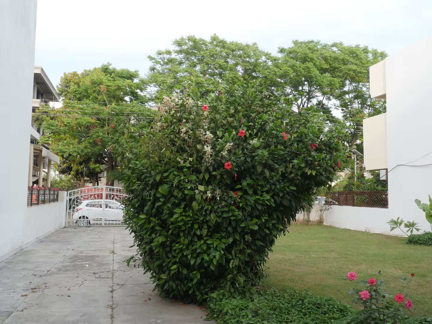 Garden with a large flowering shrub, trimmed lawn, paved driveway, white boundary walls, metal gate, surrounding trees, and neighboring buildings visible in daylight.